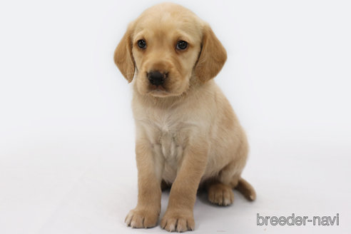 成約済の神奈川県のミックス犬-308246の1枚目